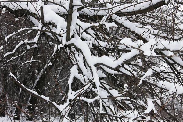Natur Winter Mit Schnee Bedeckt — Stockfoto