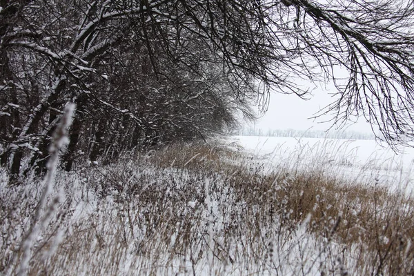 Natur Vintern Täckt Med Snö — Stockfoto