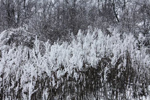 Natura Zimą Pokryta Śniegiem — Zdjęcie stockowe