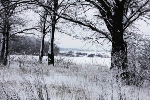 Natureza Tempo Inverno Coberto Neve — Fotografia de Stock