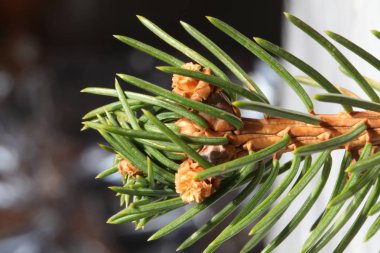 Köknar ağacı dalına yakından bak