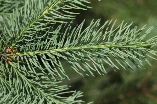 Vue Rapprochée Une Branche Sapin — Photo