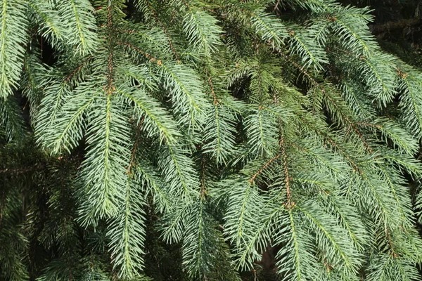 Vue Rapprochée Une Branche Sapin — Photo