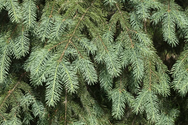 Vue Rapprochée Une Branche Sapin — Photo