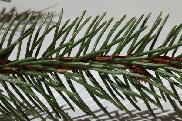 Close View Fir Tree Branch — Stock Photo, Image