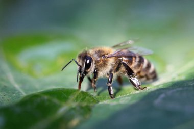 bal arısı görünümü bir çiçek üzerinde Kapat