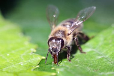 bal arısı görünümü bir çiçek üzerinde Kapat