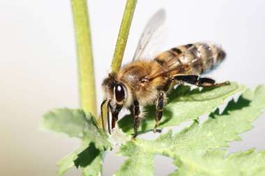 bal arısı görünümü bir çiçek üzerinde Kapat