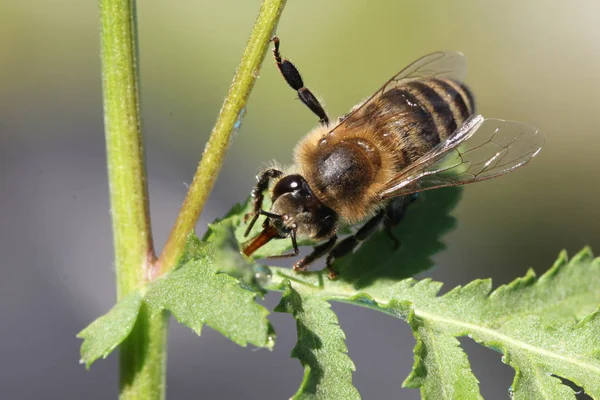 Vista Cercana Abeja Melífera Sobre Flor — Foto de Stock