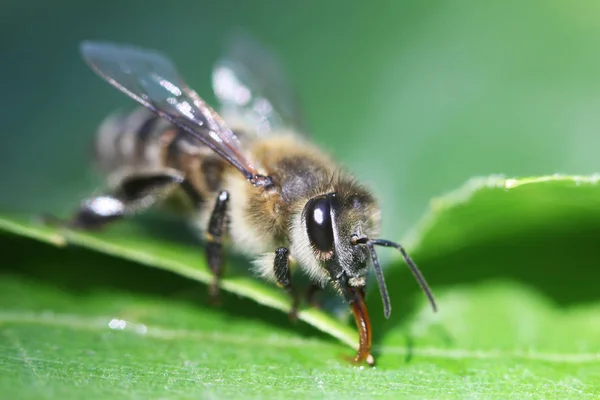 bal arısı görünümü bir çiçek üzerinde Kapat