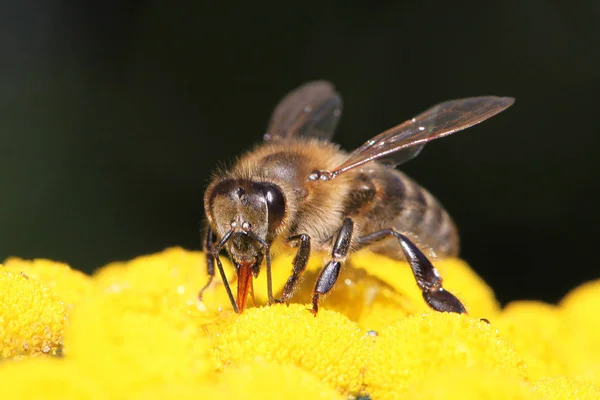 Vue Rapprochée Abeille Domestique Sur Une Fleur — Photo