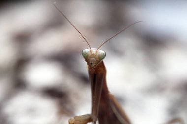Mantis görünümü Kapat
