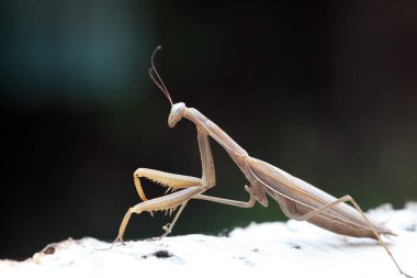 Mantis görünümü Kapat