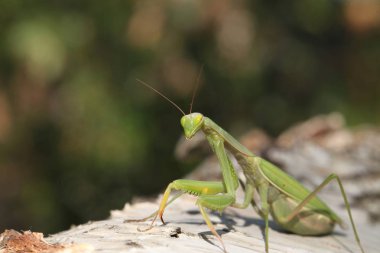 Mantis görünümü Kapat