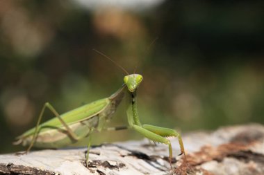 Mantis görünümü Kapat