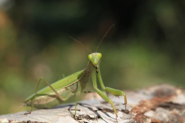 Mantis görünümü Kapat