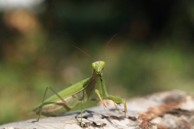 Mantis görünümü Kapat