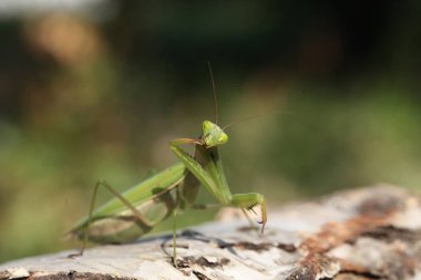 Mantis görünümü Kapat