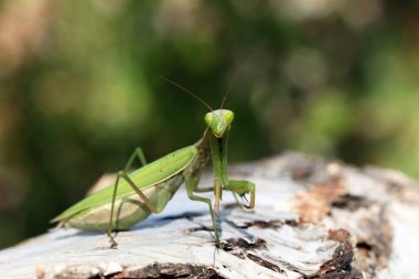 Mantis görünümü Kapat