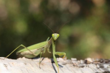 Mantis görünümü Kapat