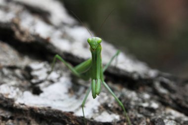 Mantis görünümü Kapat