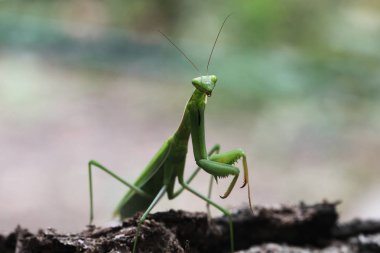 Mantis görünümü Kapat