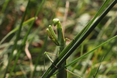 Mantis görünümü Kapat