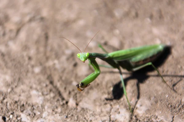 カマキリのビューを閉じる — ストック写真