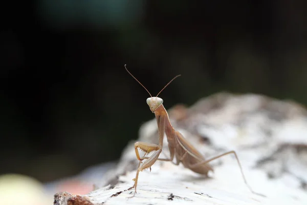 Enge Sicht Auf Gottesanbeterin — Stockfoto