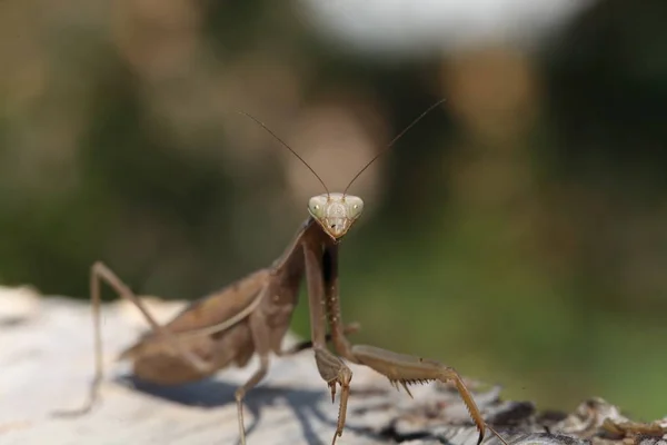 Vista Cercana Mantis — Foto de Stock