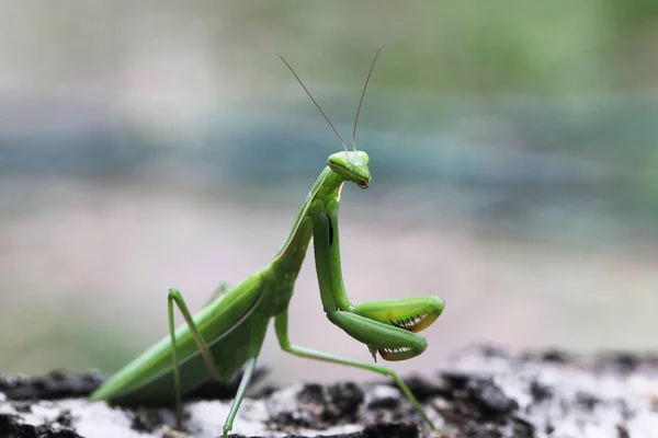 Zavřít Pohled Mantis — Stock fotografie