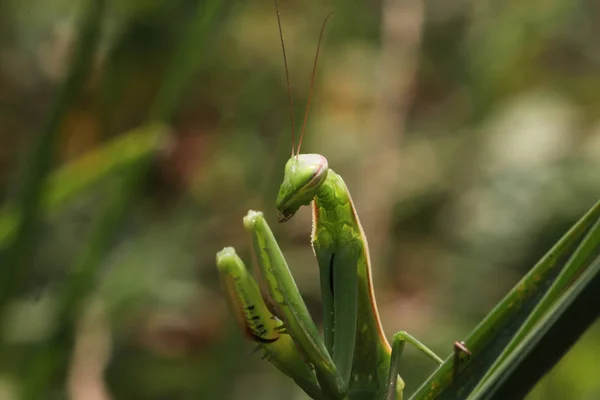 Vista Cercana Mantis — Foto de Stock