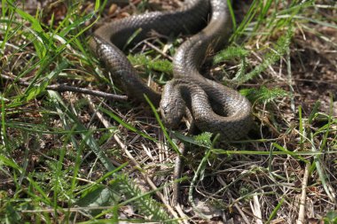Sigara zehirli kahverengi pürüzsüz yılan