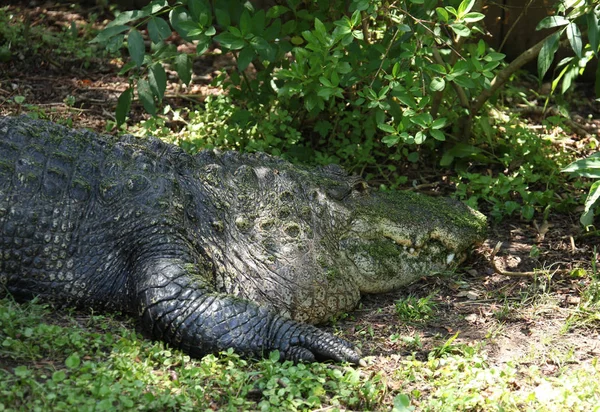 Zamknij Widok Florida Aligatora — Zdjęcie stockowe