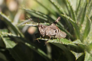 Çekirge bir ot oturuyor