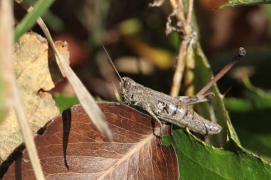 Çekirge bir ot oturuyor