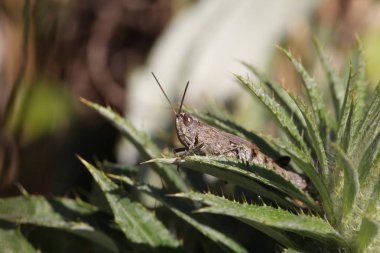 Çekirge bir ot oturuyor