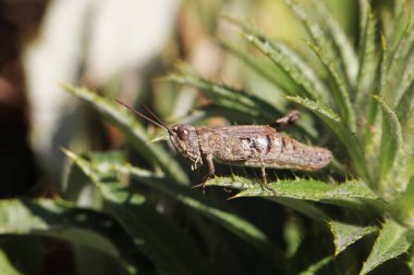 Çekirge bir ot oturuyor