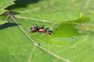 görünümü Kapat karıncalar bir ot