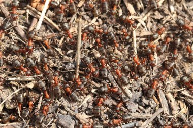 görünümü Kapat karıncalar bir ot