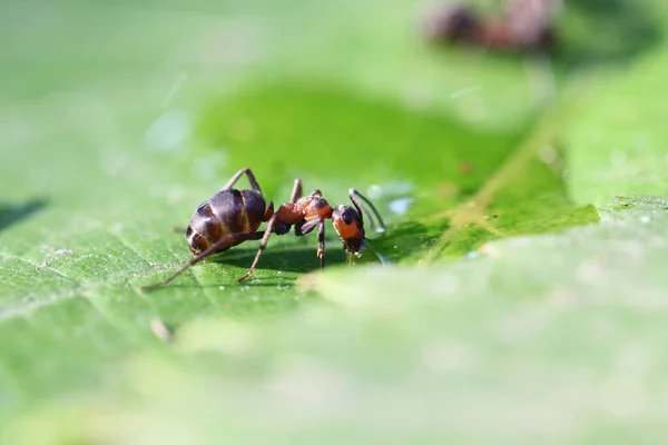 close view ant in a grass