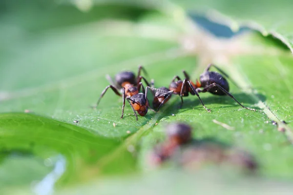 Close View Ant Grass — Stok Foto