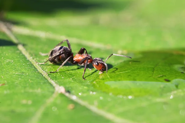 close view ant in a grass