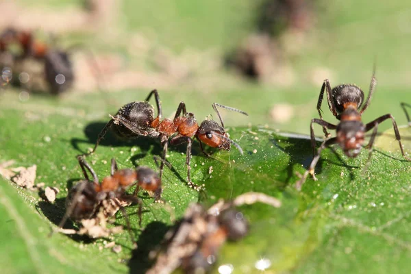 close view ant in a grass