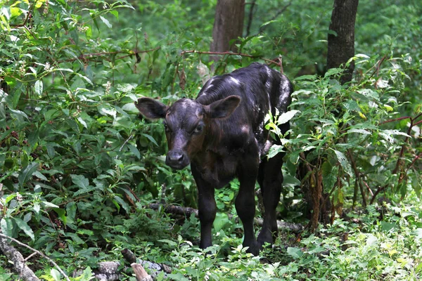 Vache Sur Pâturage — Photo