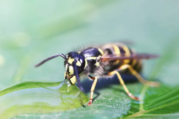 Close View Wasp — Stock Photo, Image