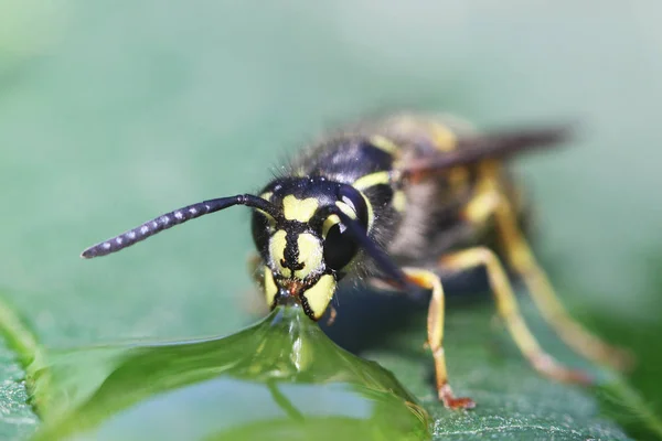 Close View Wasp — Stock Photo, Image