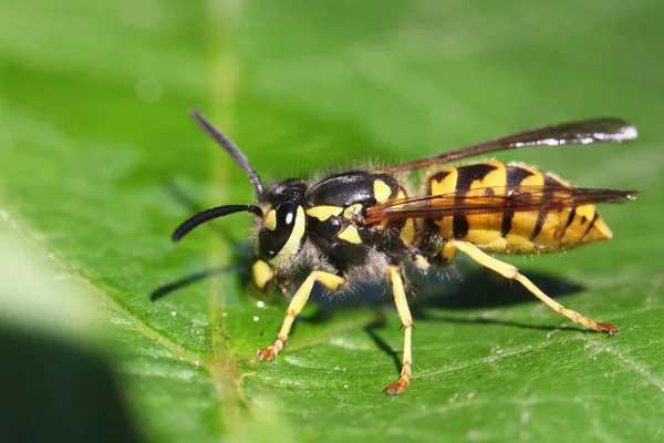 Close View Wasp — Stock Photo, Image