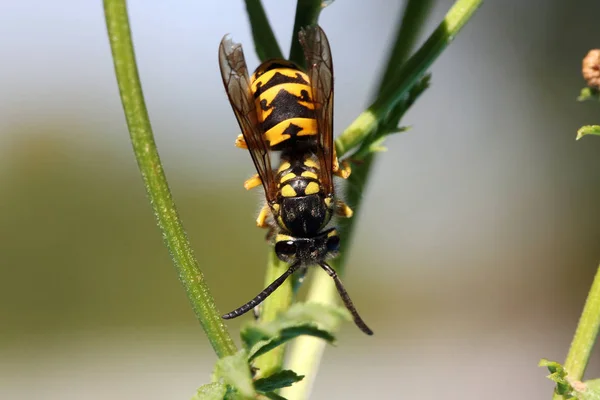 Close View Wasp — Stock Photo, Image