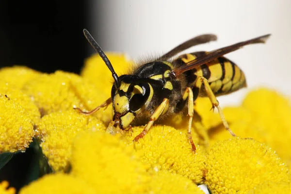 Close View Wasp — Stock Photo, Image